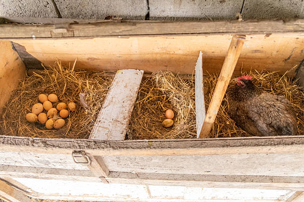 Hen sitting in wooden nesting box with straw and eggs collected beside. Pankisi, Georgia. 15 April 2021.