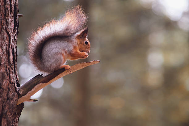 istock Squirrel eating nut on a tree branch in a forest, copy space. Wildlife animal in nature. Cute rodent in natural habitat for advertising design. 2242582102