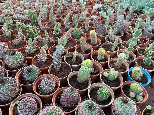 istock Cactus Varieties  Growing Cacti at nursery in india 2242582324