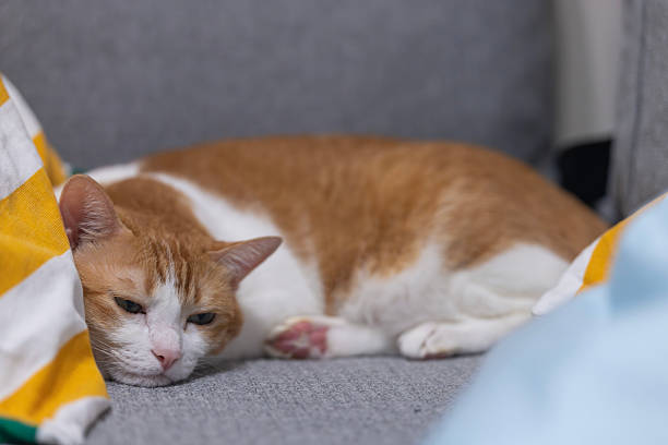 istock cat feel depression and lying on the pillow and sit on the sofa 2242582919
