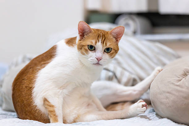 istock cat lick its belly and look at the camera 2242582930