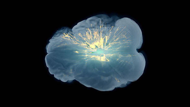istock Basal Ganglia Thalamocortical Motor Circuit Showing Dopaminergic Activity 2242584267