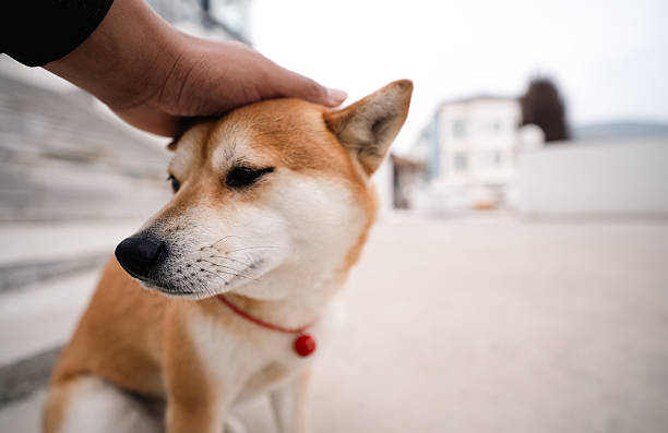 docile pet Shiba Inu