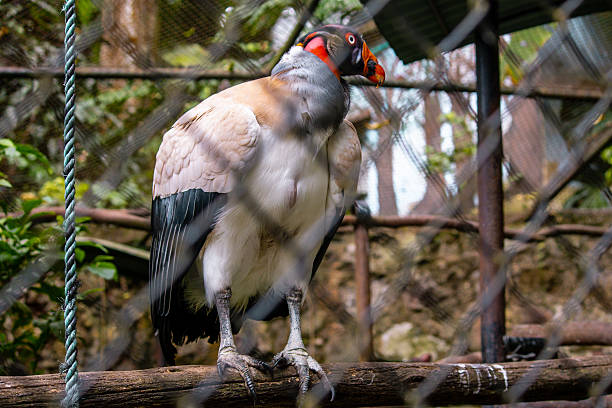 Close-up photo of a King Vulture (Sarcoramphus papa) inside a cage at a mountain zoo, staring directly at the camera with vivid colors and sharp details. The tropical environment and natural light highlight the bird's exotic plumage and striking appearance. Perfect for wildlife, conservation, and zoology themes focusing on animals in captivity and biodiversity awareness