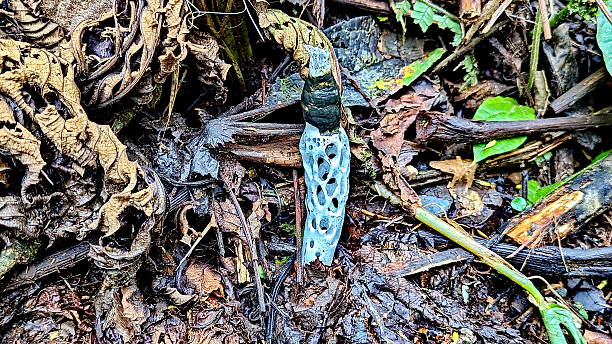 istock Strangled stinkhorn along a hiking trail 2242584938