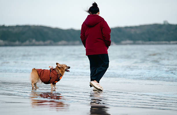 Corgi and owner on the beach