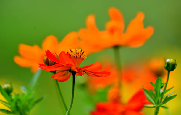 Cosmos sulphureus, which is native to Mexico and commonly called yellow cosmos or orange cosmos, is now grown all over including North America, Asia and Europe. This annual plant produces daisy-like flowers with flower colors ranging from yellow to orange to scarlet red. Orange cosmos normally blooms in Japan from July to October, depending upon the timing of seeding.