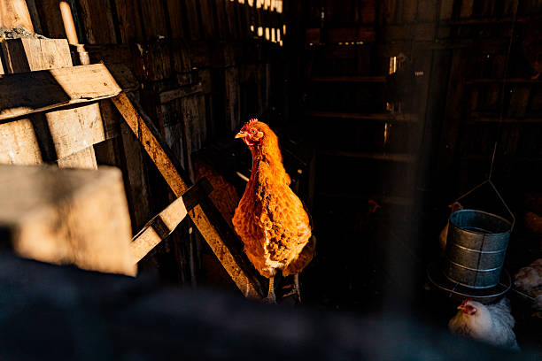 Rooster or hen inside the henhouse
