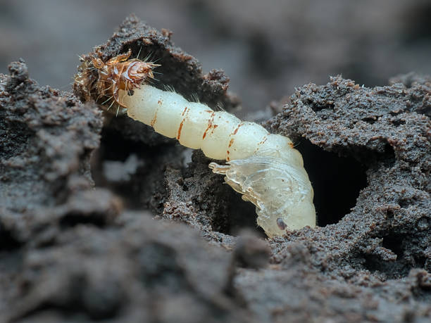 istock Insects larvae on the ground 2242588544