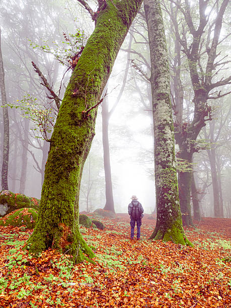 Soriano nel Cimino, Vterbo, Lazio, Italy:For those who love contact with nature, the Monte Cimino beech forest is the ideal place for excursions with a natural and suggestive scenery.