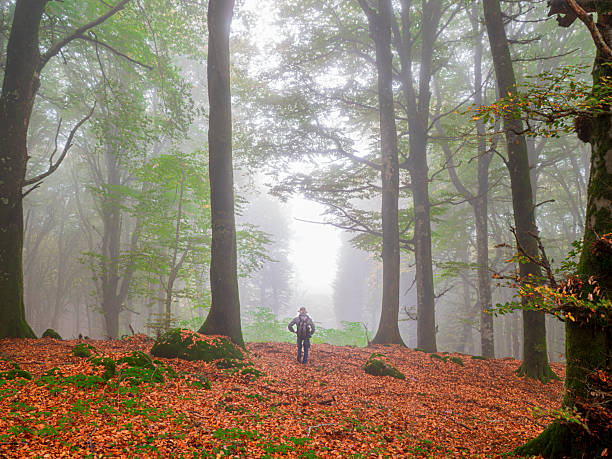 istock Walking in the fog of the beech forest 2242588552