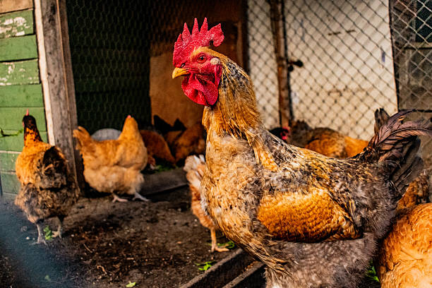 Rooster or hen inside the henhouse
