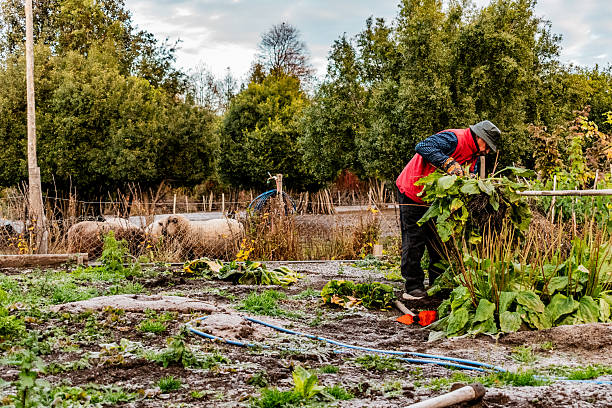 Senior man harvesting vegetables at farm in San Martín de los Andes region, Argentina
