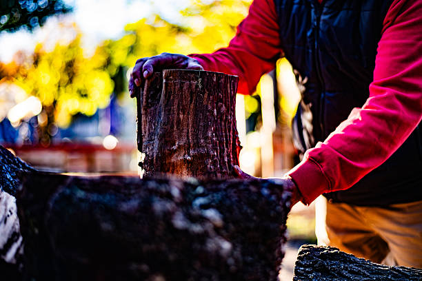 Close-up of a lumberjack holding a tree stump at farm