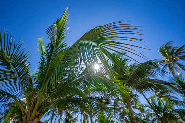 Palm pattern. Nature tropical landscape. Summer coast view. Green palm tree on blue sky. Tropical paradise. Exotic background. Palm landscape. Tropics palm tree texture. Summer palms trees and sky