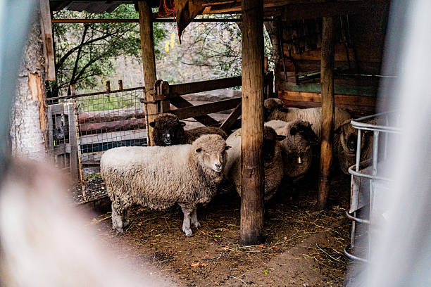 Flock of sheep at farm