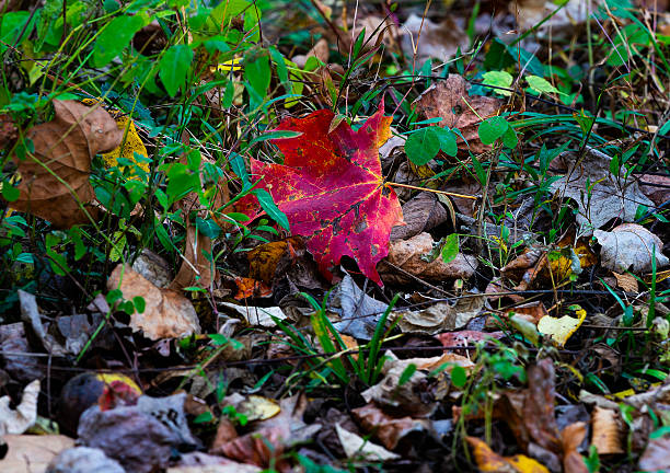 A lone Maple leave on a bed of dead leaves