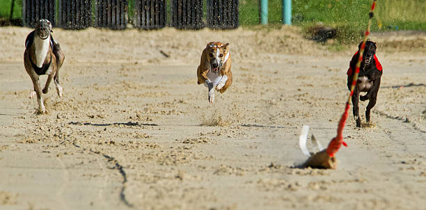 istock 3 super fast racing dogs. 2242591283