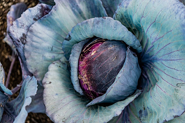 Close-up of a fresh organic red cabbage