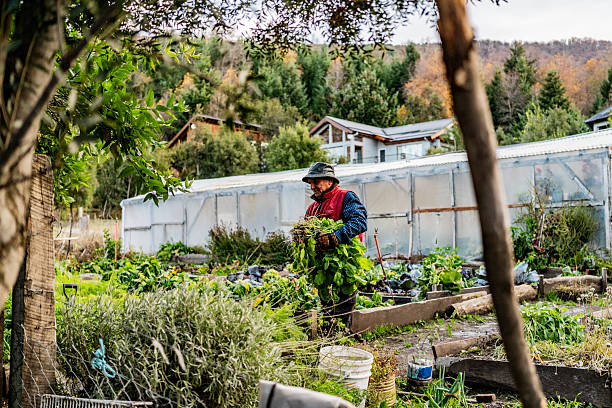 istock Senior man harvesting vegetables at farm 2242591320
