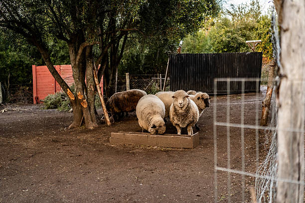 Flock of sheep eating at farm