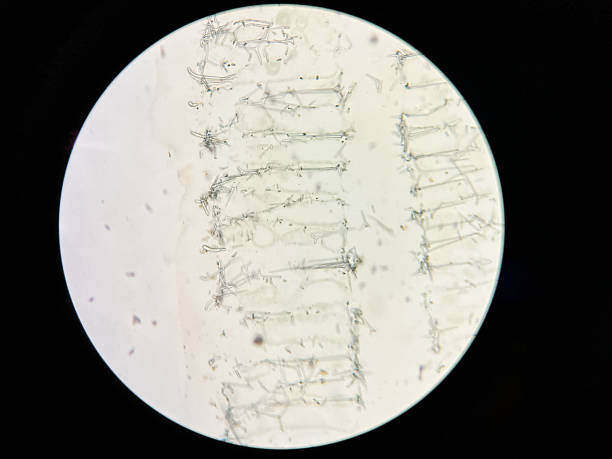 Microscopic View of a Porifera Spicule Structure