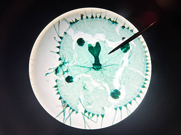 This photograph showcases a detailed microscopic view of Obelia leptothecata, a marine hydrozoan. The image reveals intricate cellular structures and features, highlighted by the staining and magnification, making it ideal for illustrating scientific research or educational materials about marine biology.