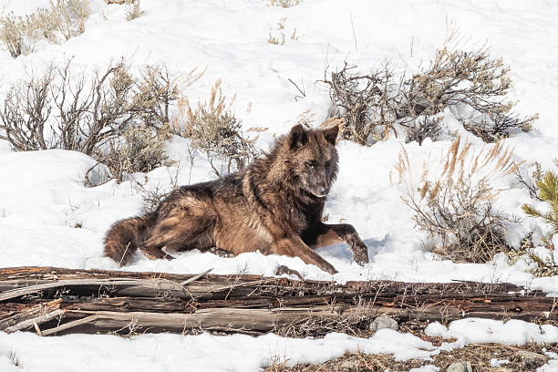 A mostly black wolf lying in the snow keeping watch from a mountain top, in Yellowstone National Park, in the state of Wyoming in USA.