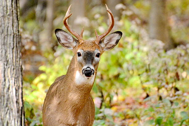 White-tailed deer buck standing in the woods in Ontario, Canada.