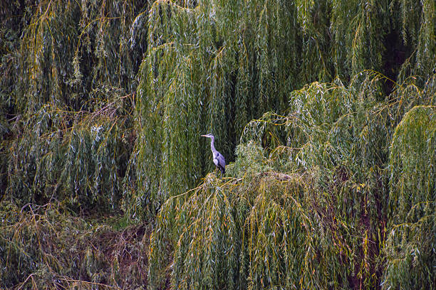 A grey heron stands on a tree among lush green foliage