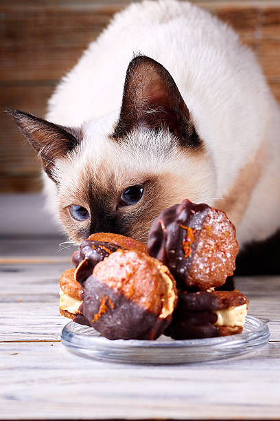 Mekong bobtail kitten sniffs and wants to eat chocolate marshmallows