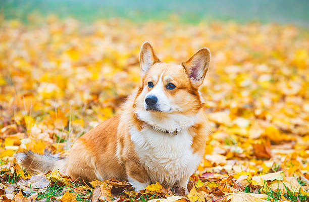 istock autumn landscape with corgis 2242608037