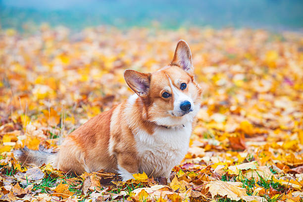 istock autumn landscape with corgis 2242608044