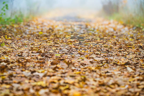 autumn landscape on an early foggy morning