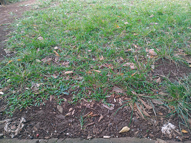 istock Grass and Soil with Dry Leaves 2242608486