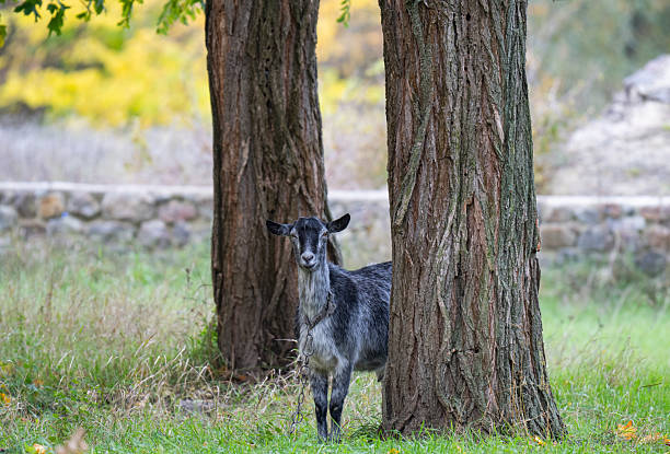 Goat on hill eats grass