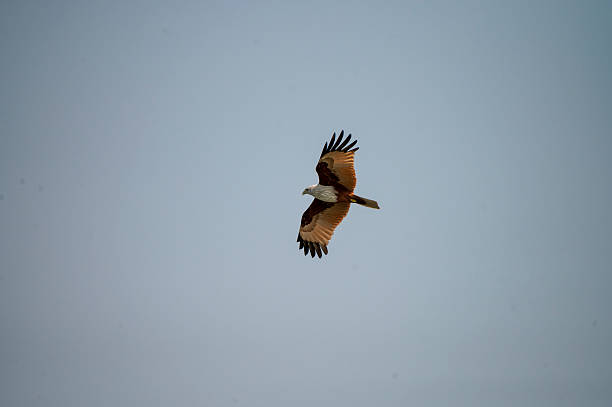 istock Brahminy Kite in Flight, Sundarbans 2242609676