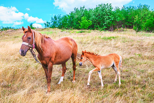 Chestnut mare stands beside her foal in a field of dry grass. Mature horse and a small foal in an sunlit pasture bordered by trees