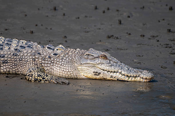 istock Saltwater Crocodile Resting on Mudflat, Sundarbans 2242610376