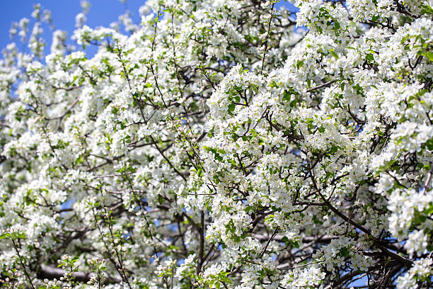 istock Bright apple tree flowers bloom, signaling the arrival of spring. 2242611339
