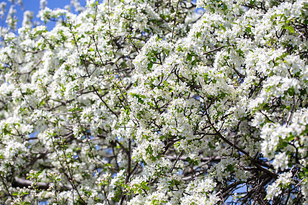 istock Bright apple tree flowers bloom, signaling the arrival of spring. 2242611345