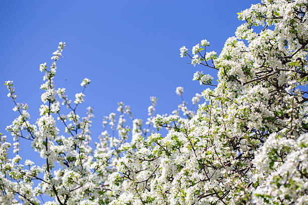 istock White apple tree flowers in sunlight on bright blue sky, perfect for springtime themes. 2242611350