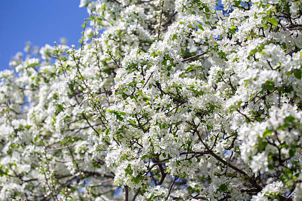 istock White apple tree flowers in sunlight on bright blue sky, perfect for springtime themes. 2242611360