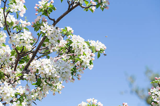 Spring apple blossom branch with pink buds against clear sky minimal nature background with fresh green leaves and soft pastel floral details.
