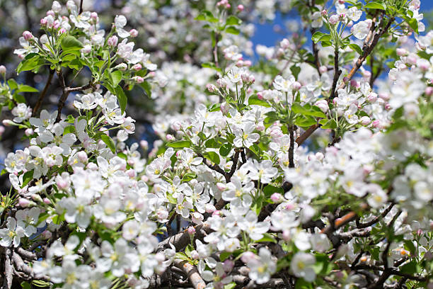 istock Delicate apple flowers bloom under blue skies, bringing light and joy. 2242611508
