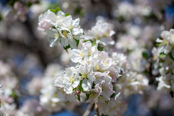 istock White apple blossoms in full bloom against a clear blue spring sky. 2242611544