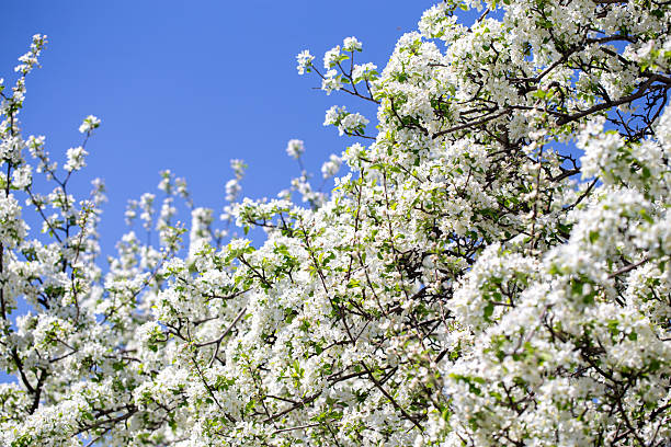 istock White apple tree flowers in sunlight on bright blue sky, perfect for springtime themes. 2242611555