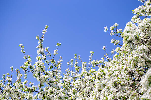istock White apple tree flowers in sunlight on bright blue sky, perfect for springtime themes. 2242611558