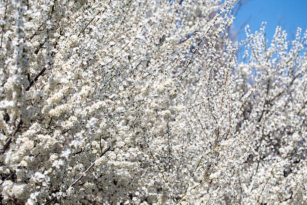 istock Blooming tree branches against clear blue sky. Spring, nature, freshness and calmness. 2242611655