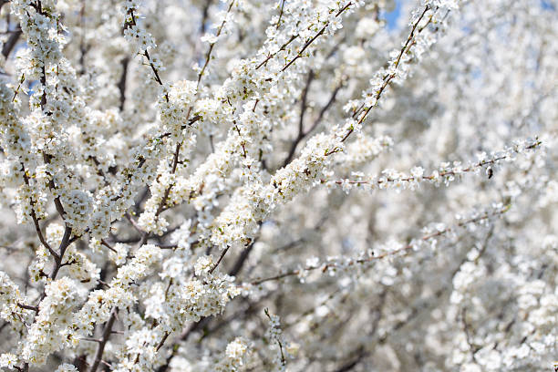 istock Cherry tree branches reaching toward a pastel blue sky, expressing calm and elegance. 2242611672